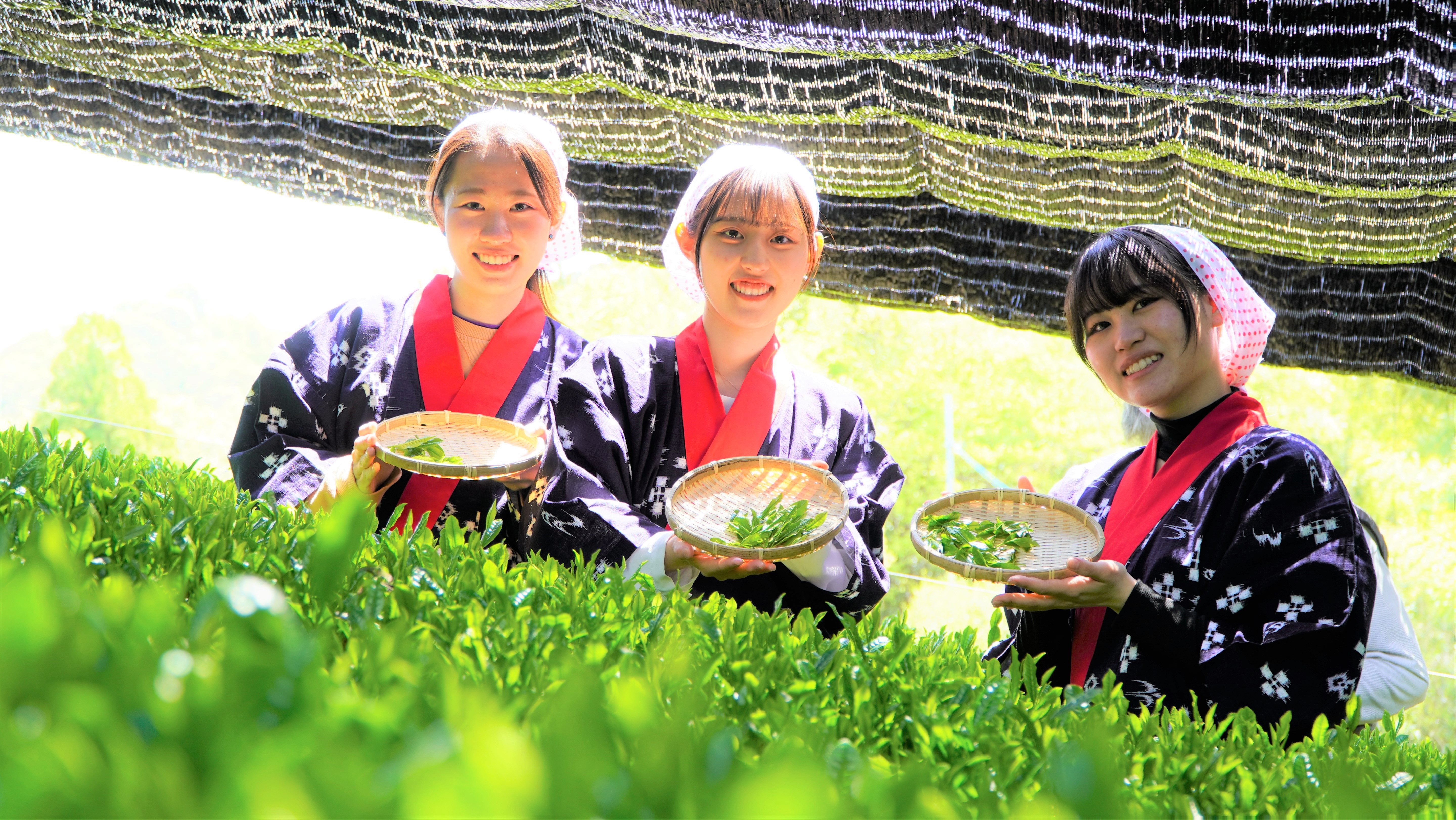 高級ブランド茶で有名な南山城村の中窪製茶園で出品茶摘み | 大阪国際