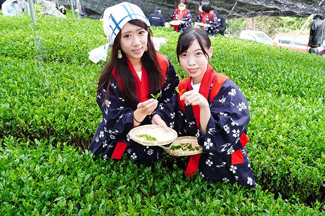 南山城村で品評会の出品茶摘み体験―茶文化の源流にふれる体験―
