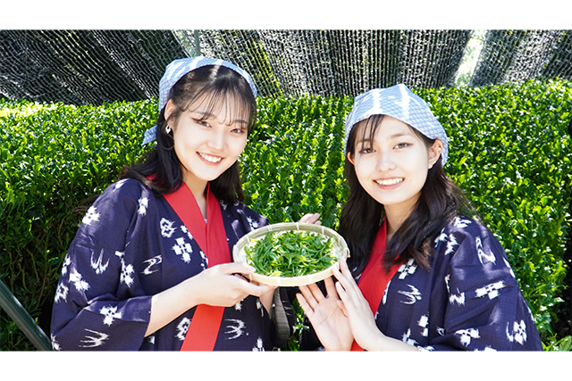 高級ブランド茶で有名な南山城村の中窪製茶園で出品茶摘み体験―「日本茶800年の歴史散歩」を構成する宇治茶の生産景観―