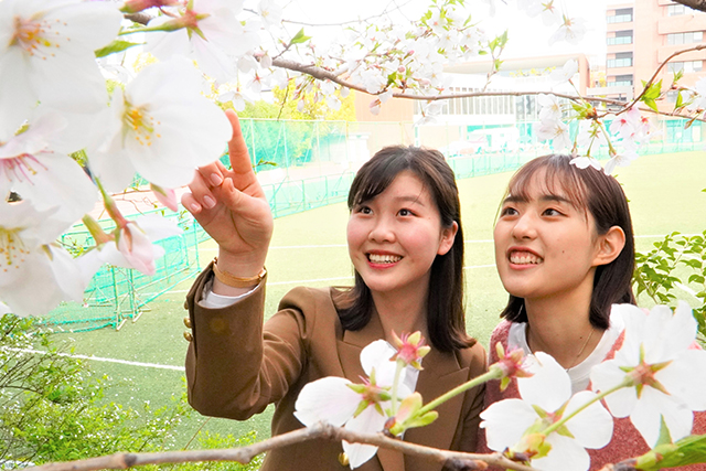 笑顔の花咲く桜の回廊―キャンパスを包む幻想的な雰囲気―