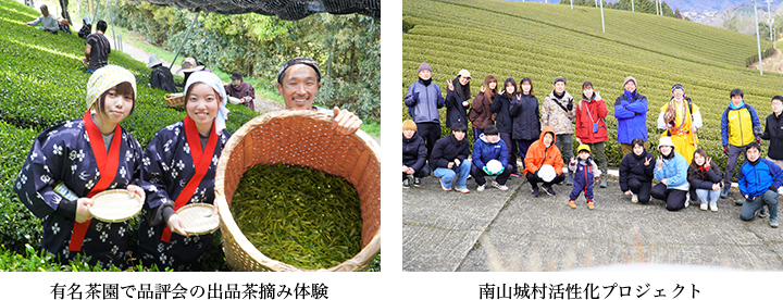 有名茶園で品評会の出品茶摘み体験 / 南山城村活性化プロジェクト